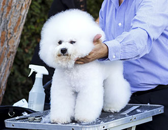 Professioneller Groomer präsentiert einen Bichon Frise